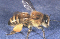 Biene mit Pollenh&ouml;schen